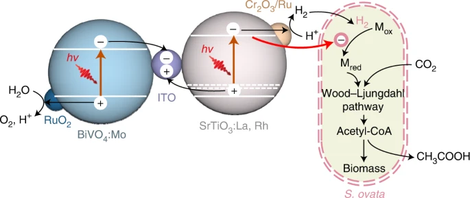 Water to O2 and synthesis of CH3COO– from CO2